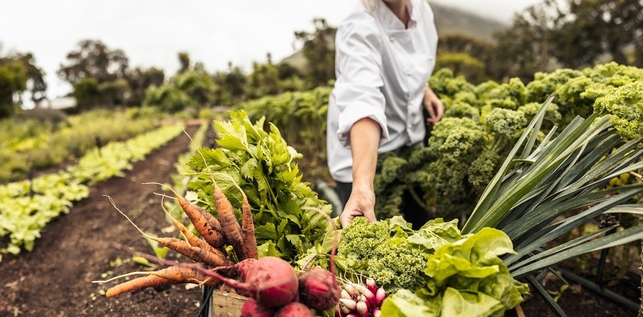 Tener una cocina sustentable implica desde ahorrar energía hasta disminuir las mermas y producir alimentos más saludables. Conoce más.  